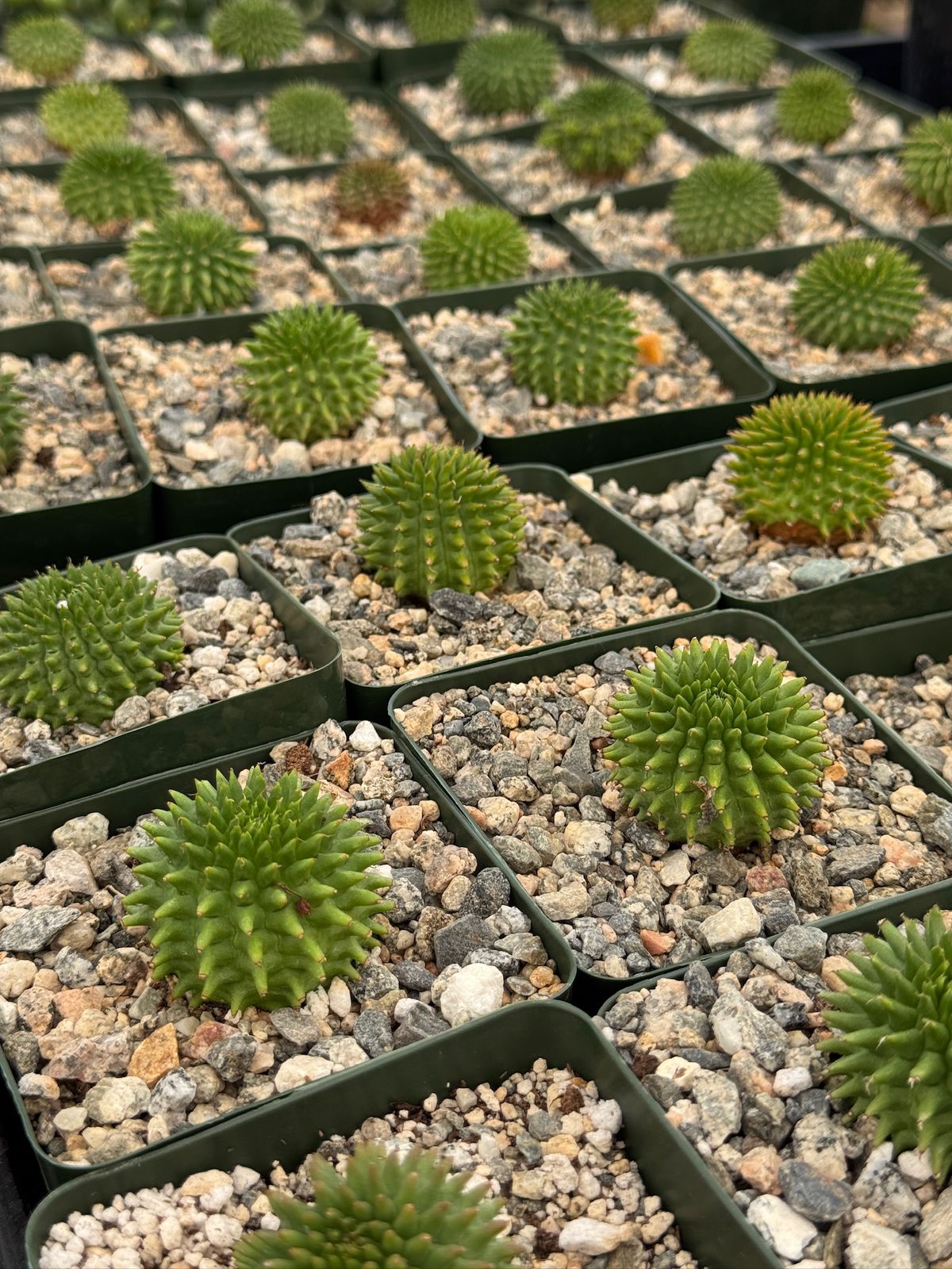 Euphorbia suzannae