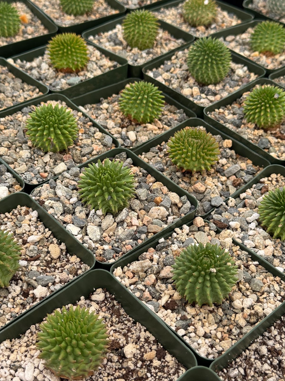 Euphorbia suzannae