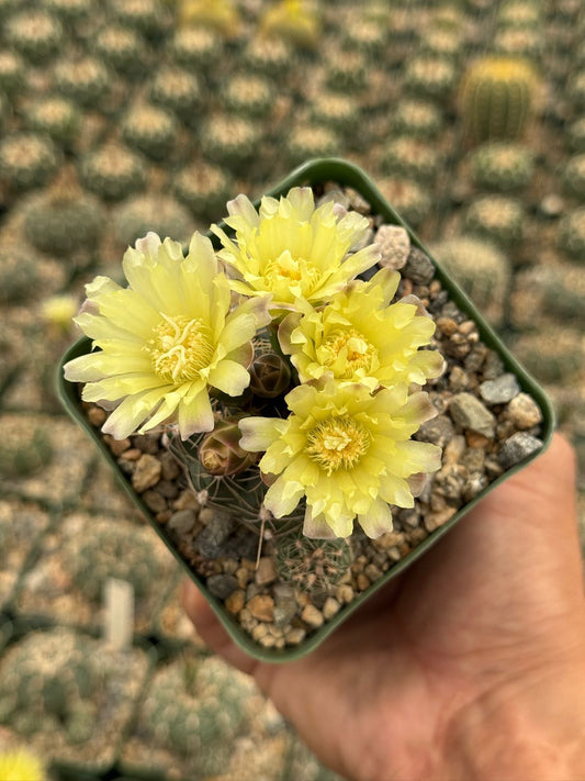 Gymnocalycium bruchii var. deminii