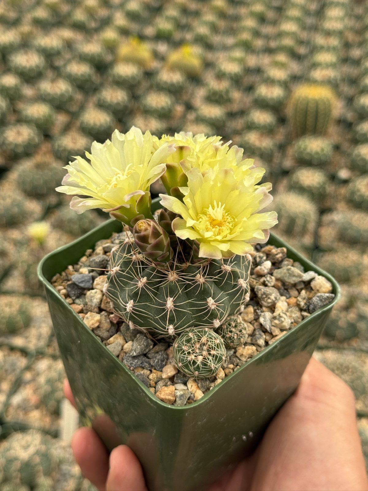 Gymnocalycium bruchii var. deminii