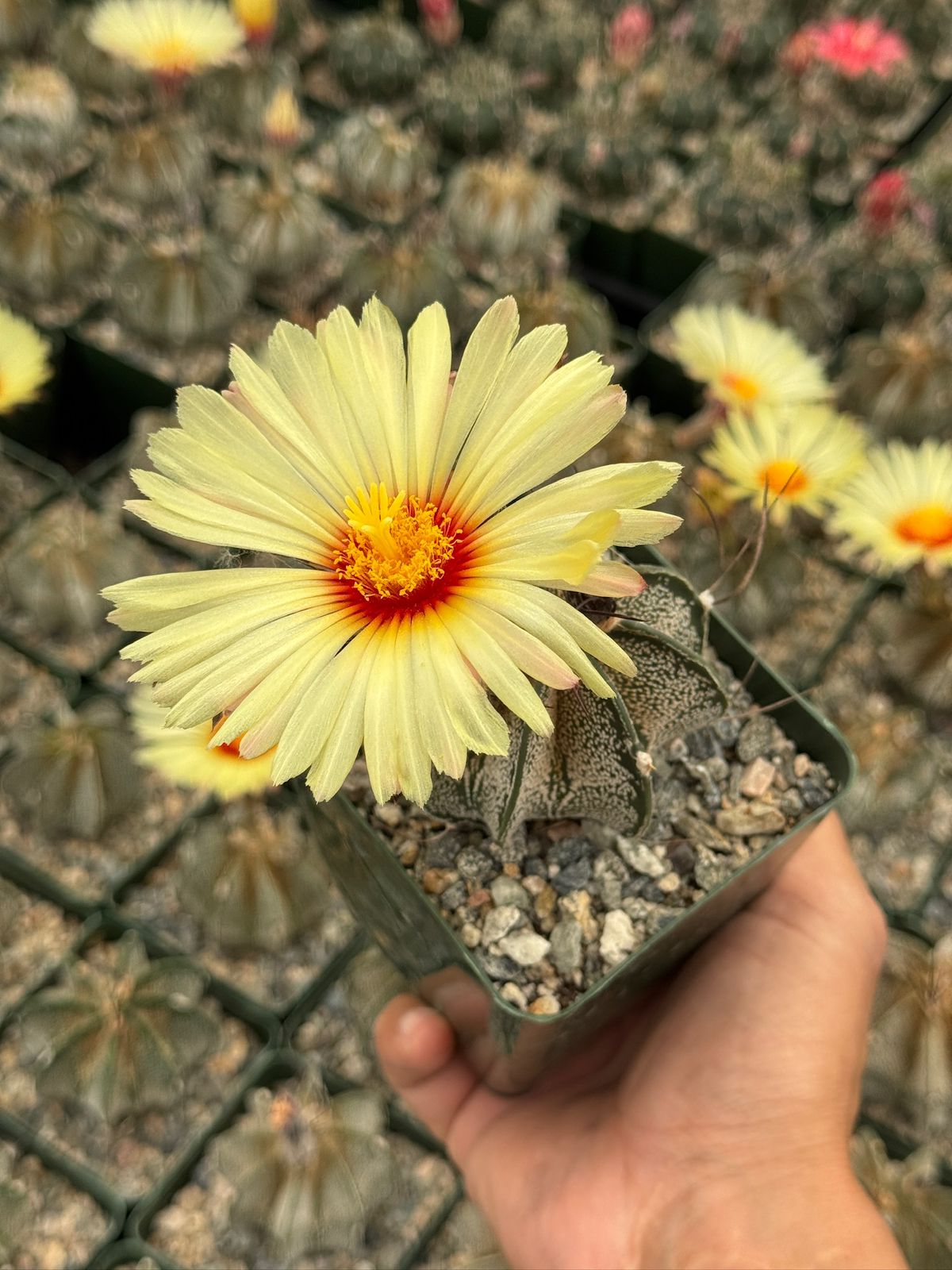 Astrophytum capricorne
