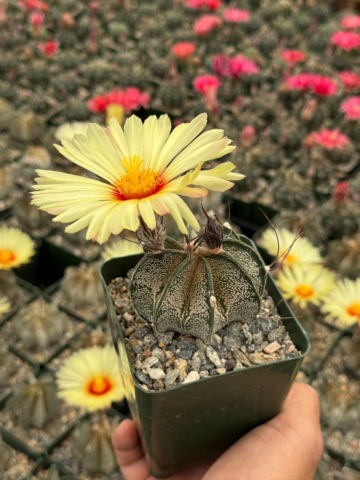 Astrophytum capricorne