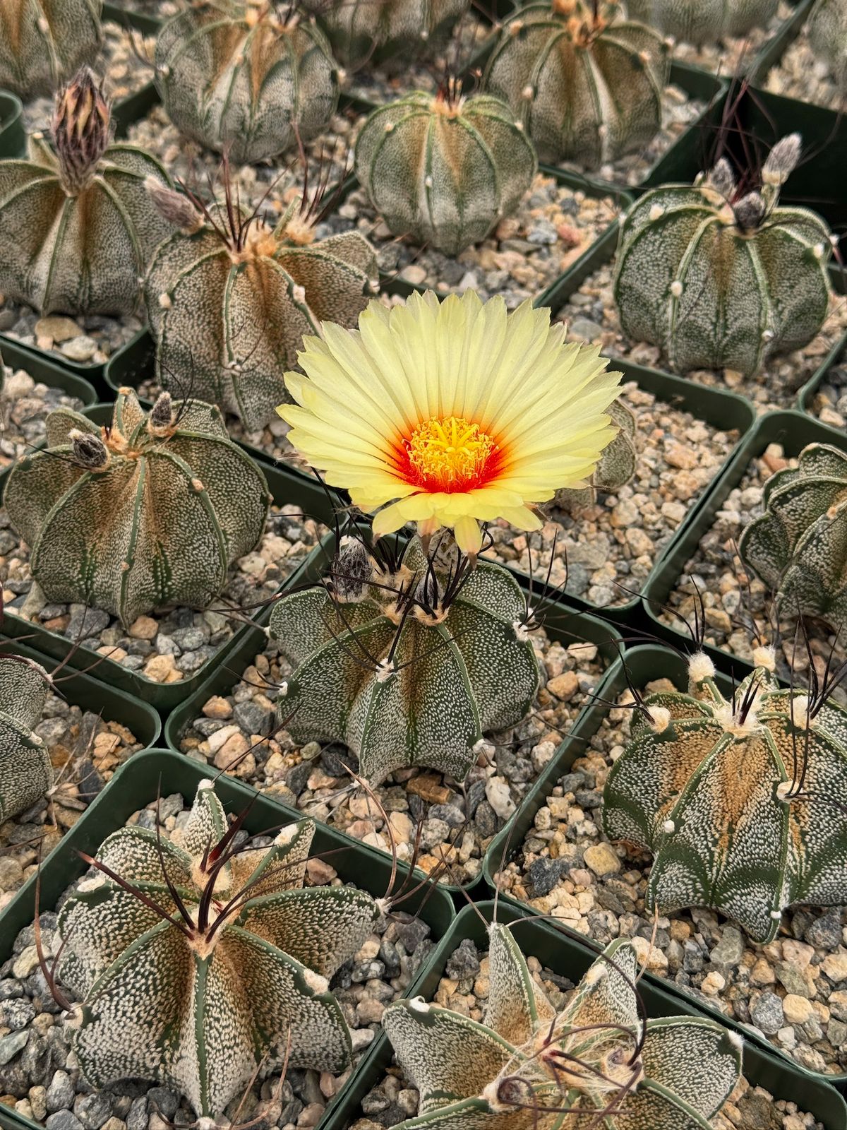 Astrophytum capricorne