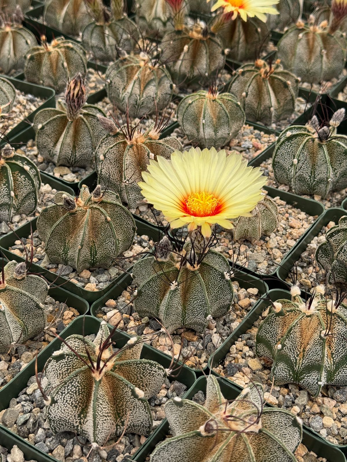 Astrophytum capricorne