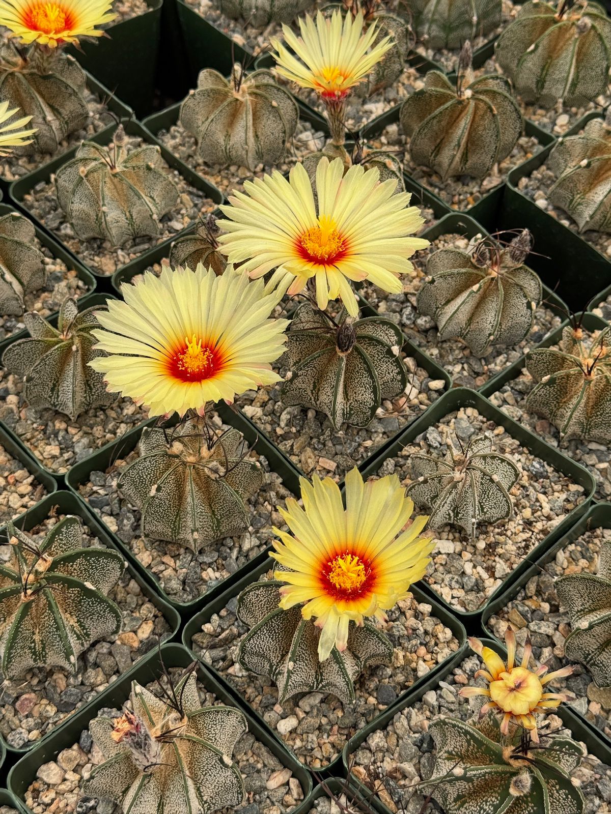 Astrophytum capricorne