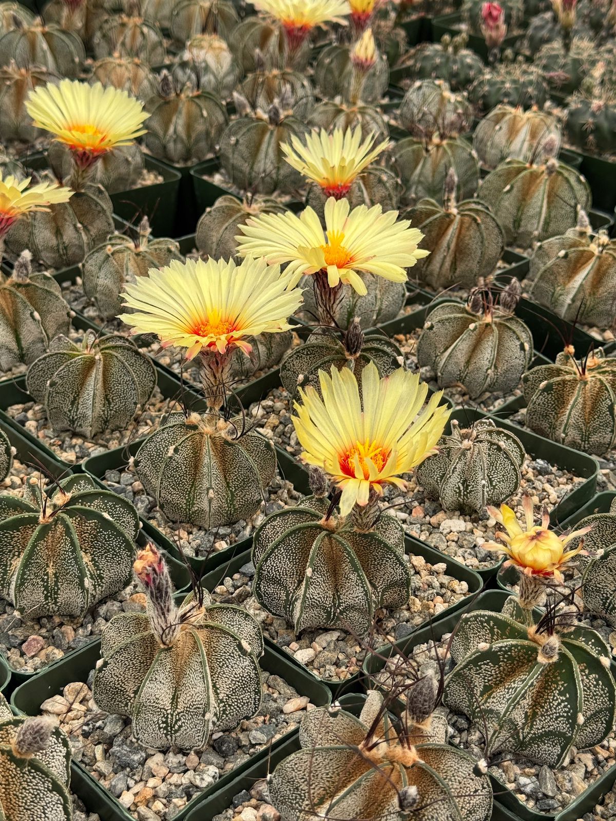 Astrophytum capricorne