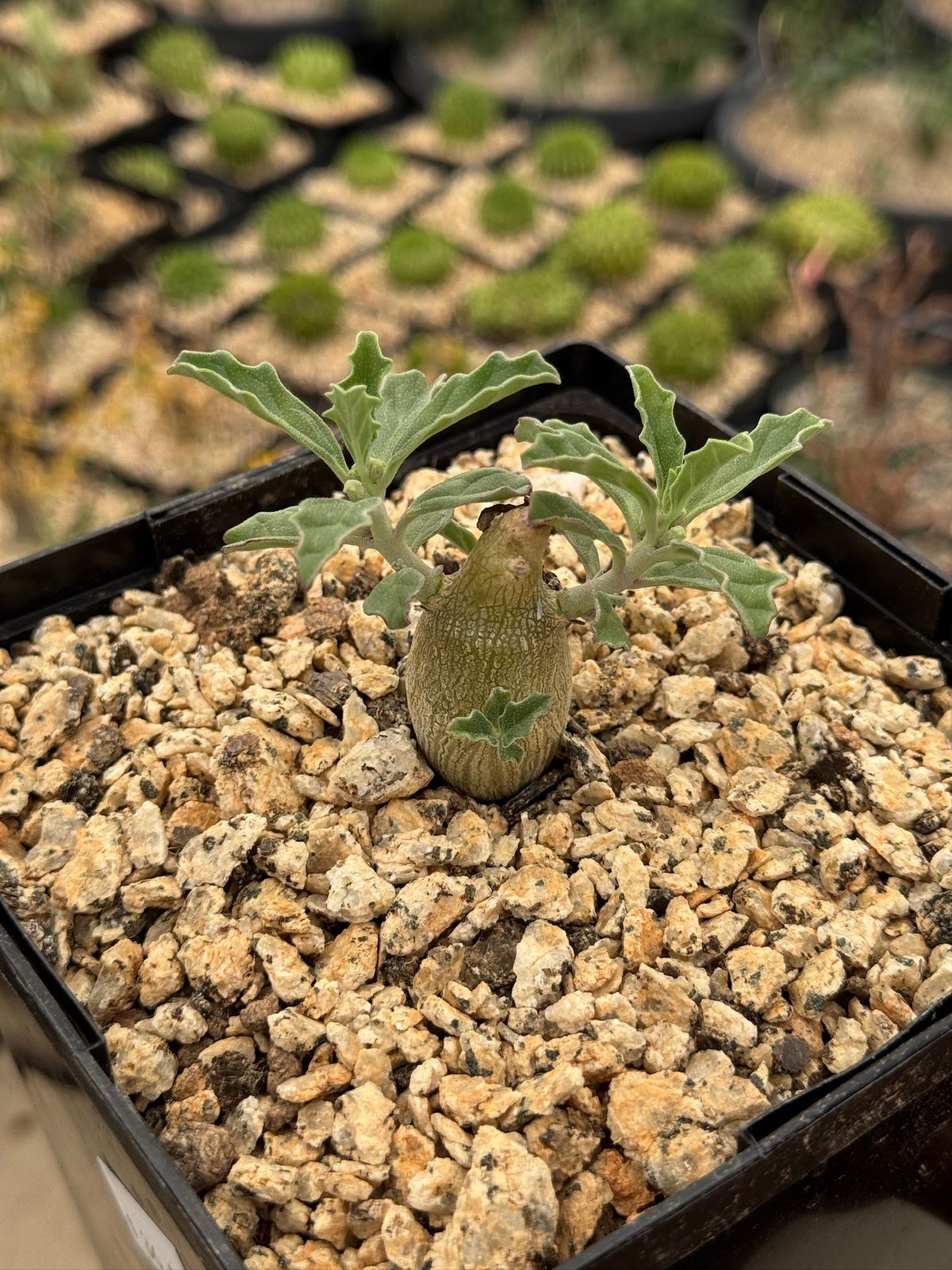 Pterodiscus makatiniensis