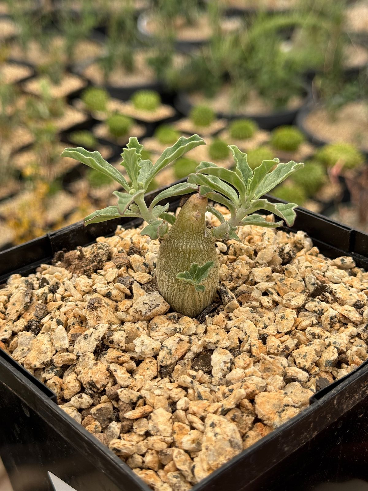 Pterodiscus makatiniensis