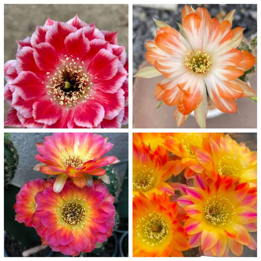 Paquete de Lobivias Tailandesas