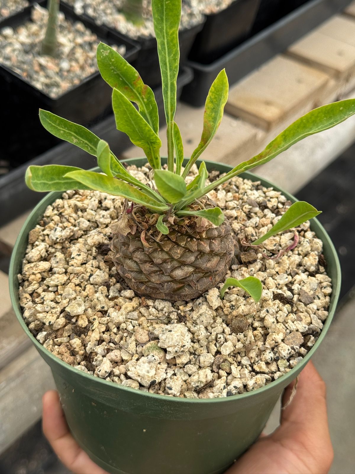Euphorbia bluperifolia 6”