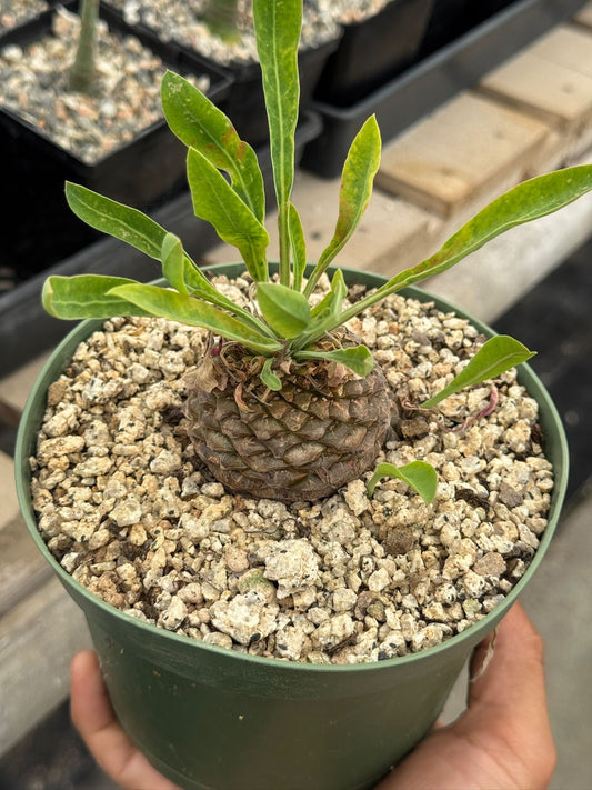 Euphorbia bluperifolia 6”