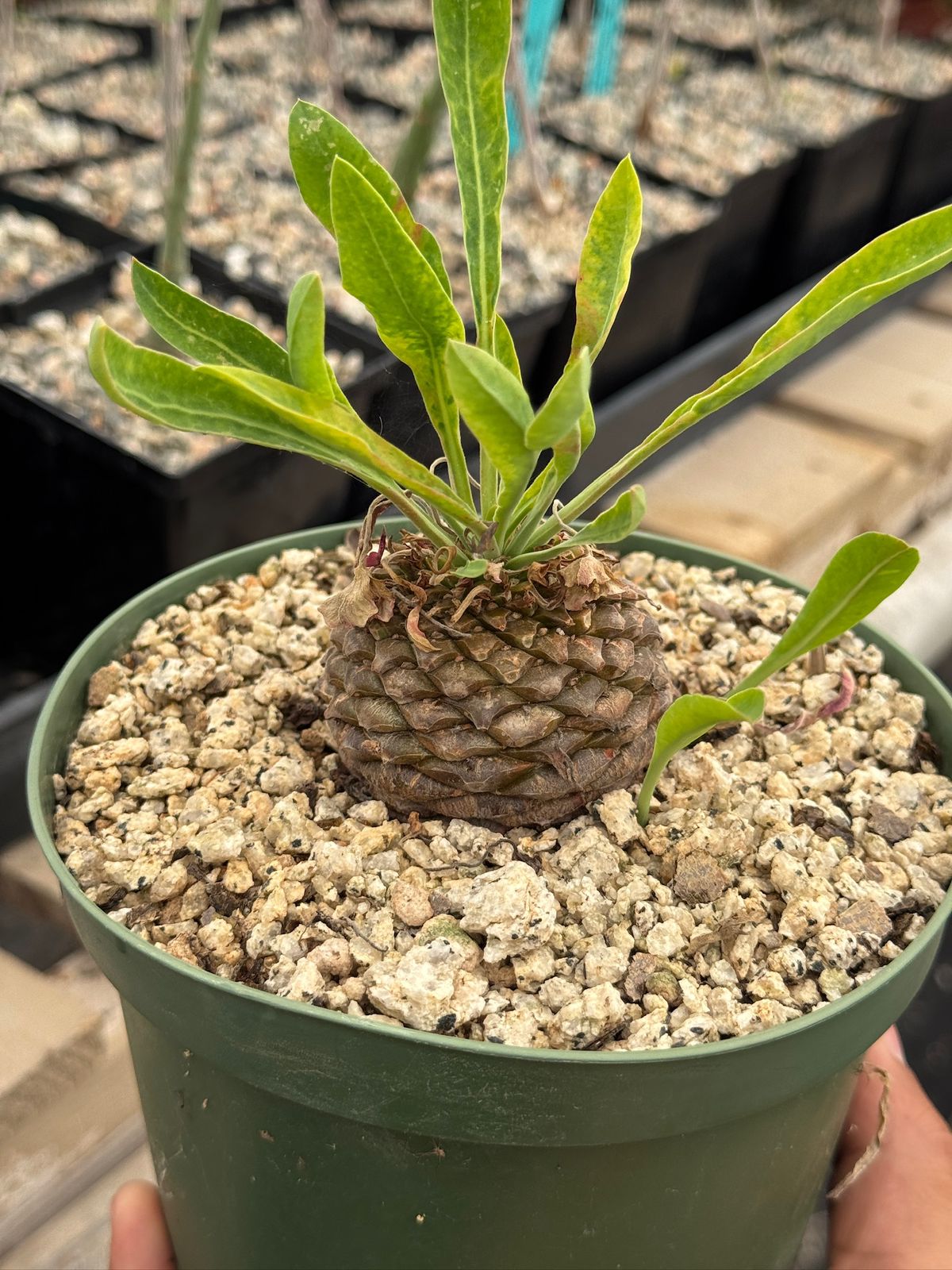 Euphorbia bluperifolia 6”