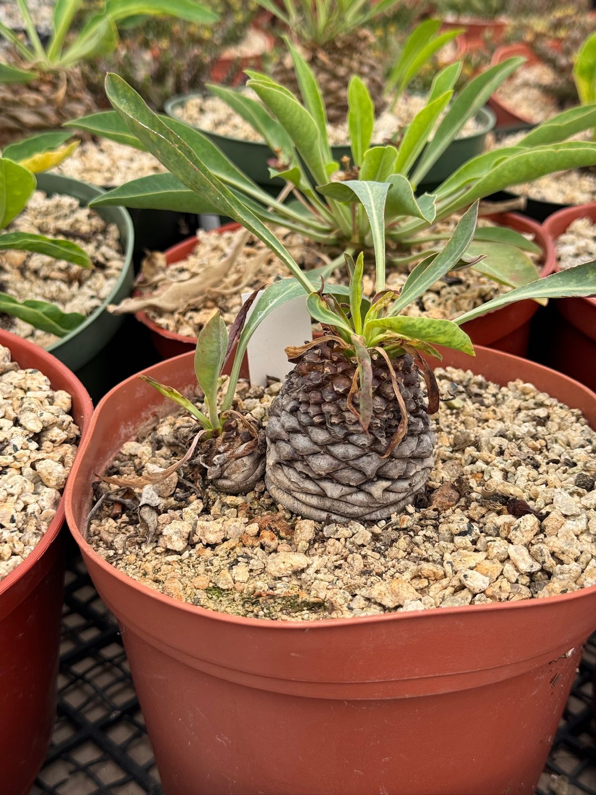 Euphorbia bluperifolia 6”