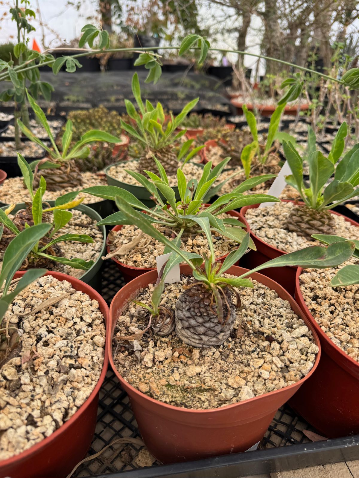Euphorbia bluperifolia 6”