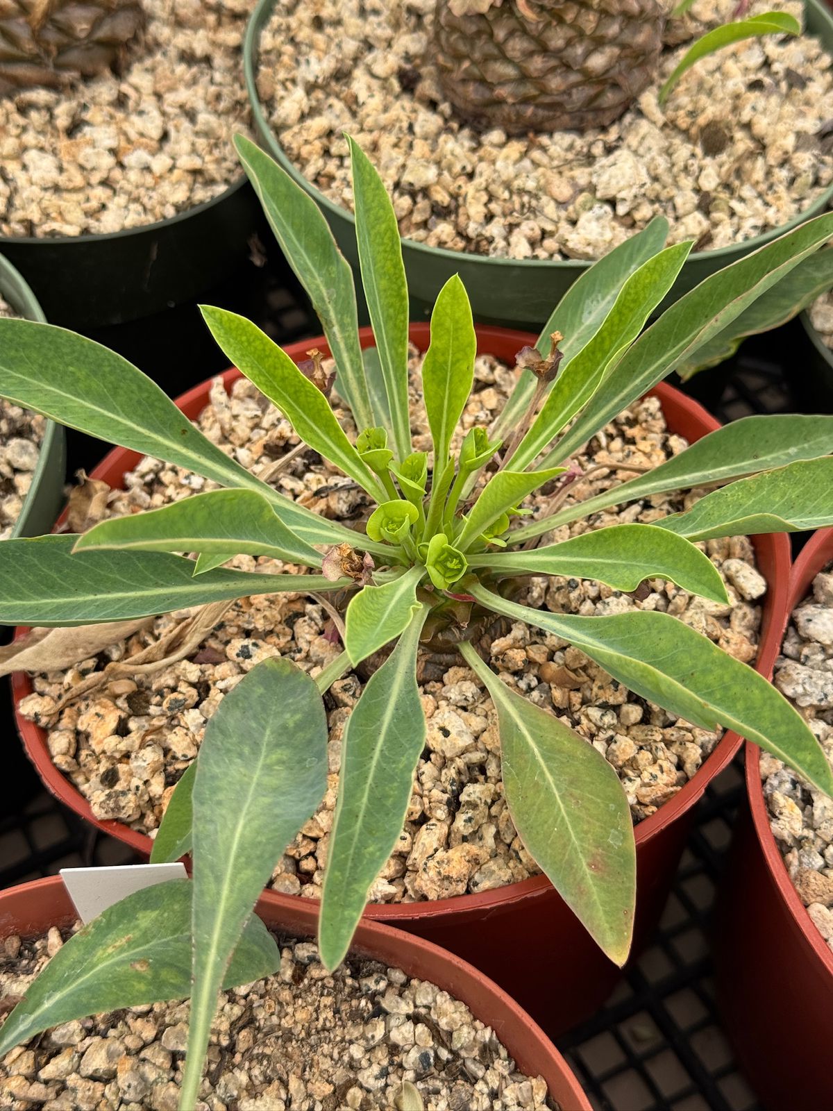 Euphorbia bluperifolia 6”