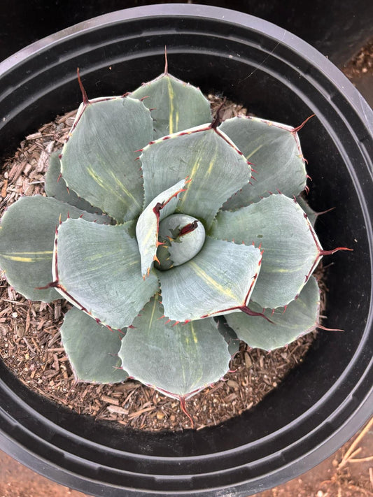 Agave Parryi Truncata variegado
