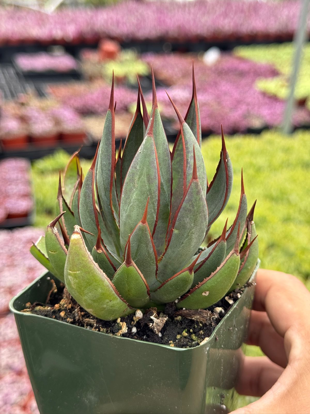 Mangave praying hands 4”