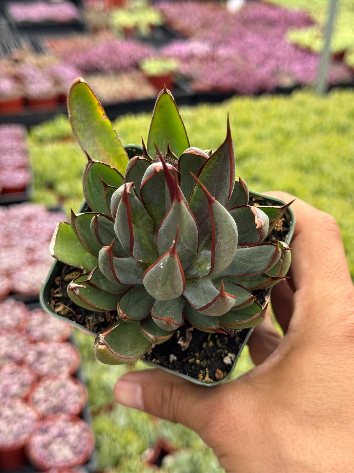 Mangave praying hands 4”