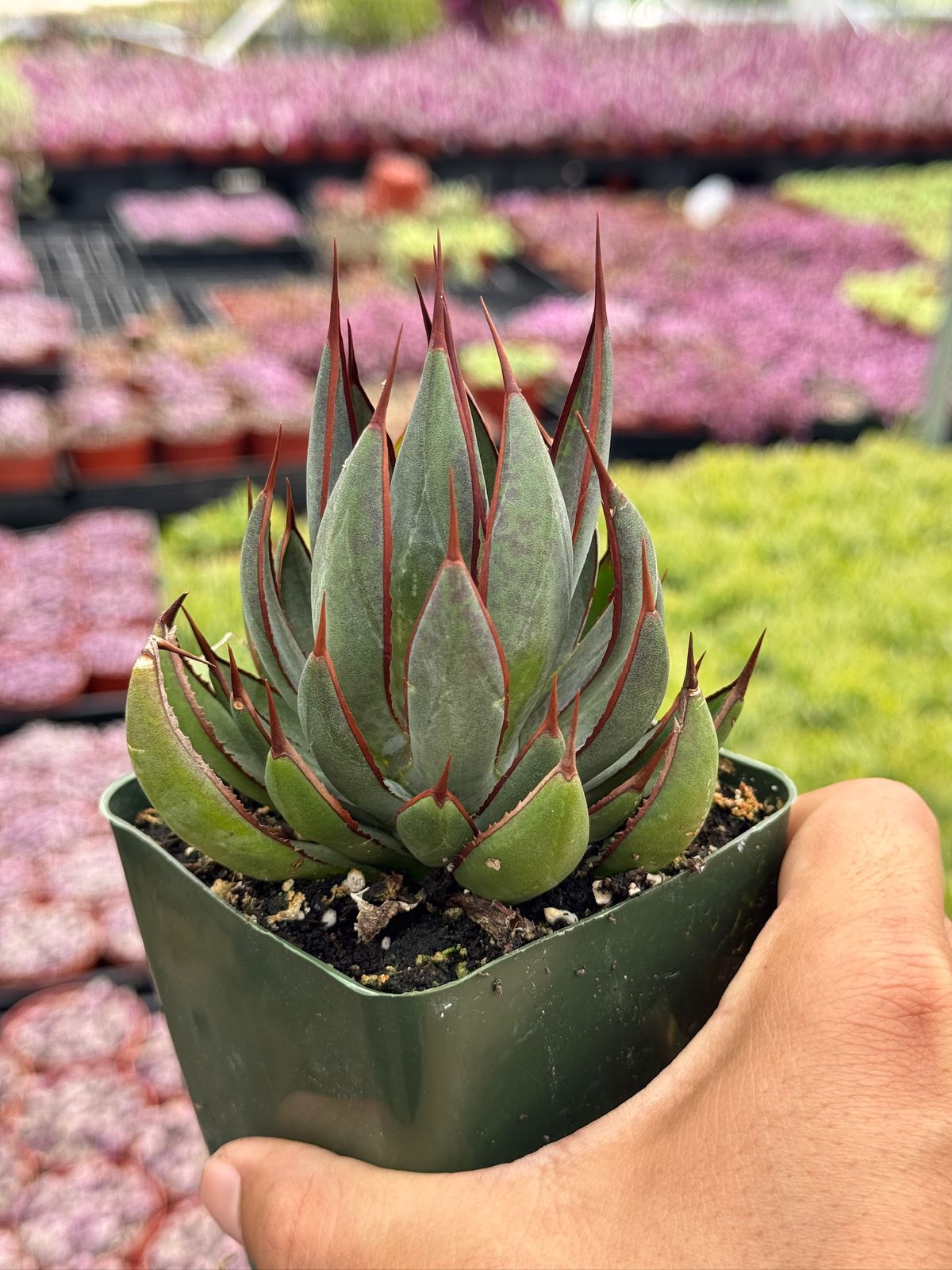 Mangave praying hands 4”