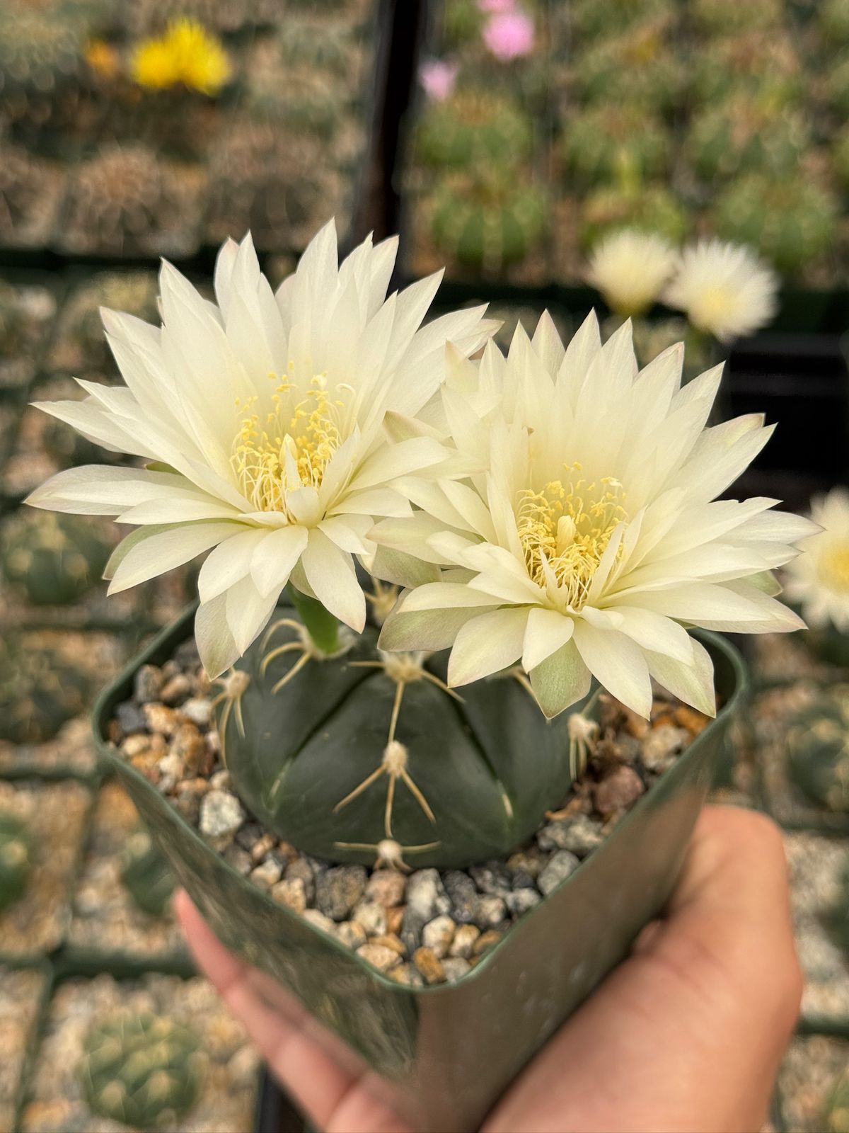 Gymnocalycium asterium