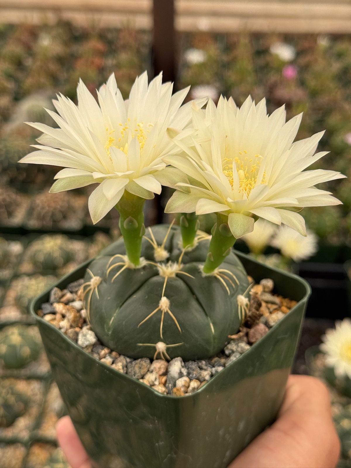 Gymnocalycium asterium