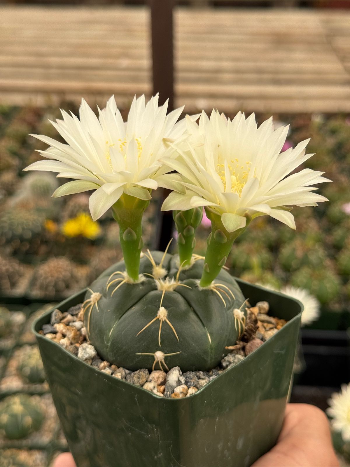 Gymnocalycium asterium