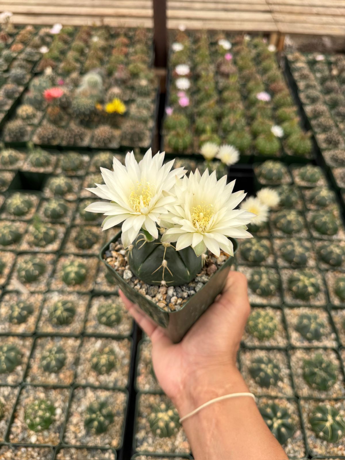Gymnocalycium asterium