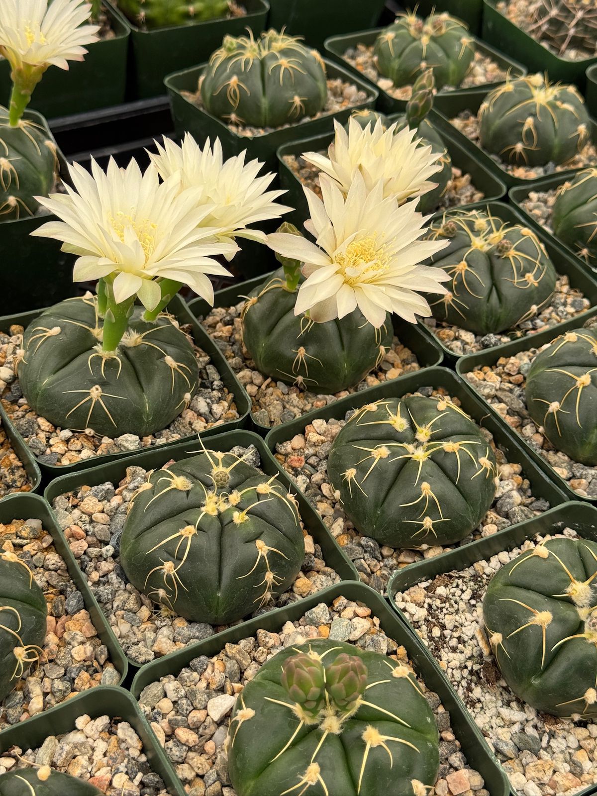 Gymnocalycium asterium
