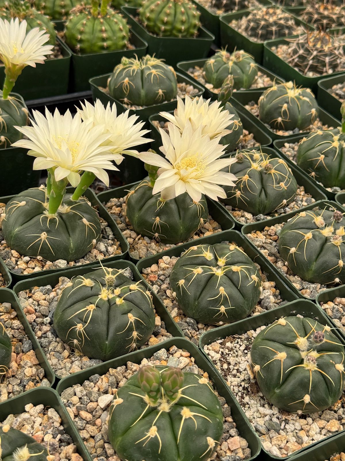 Gymnocalycium asterium