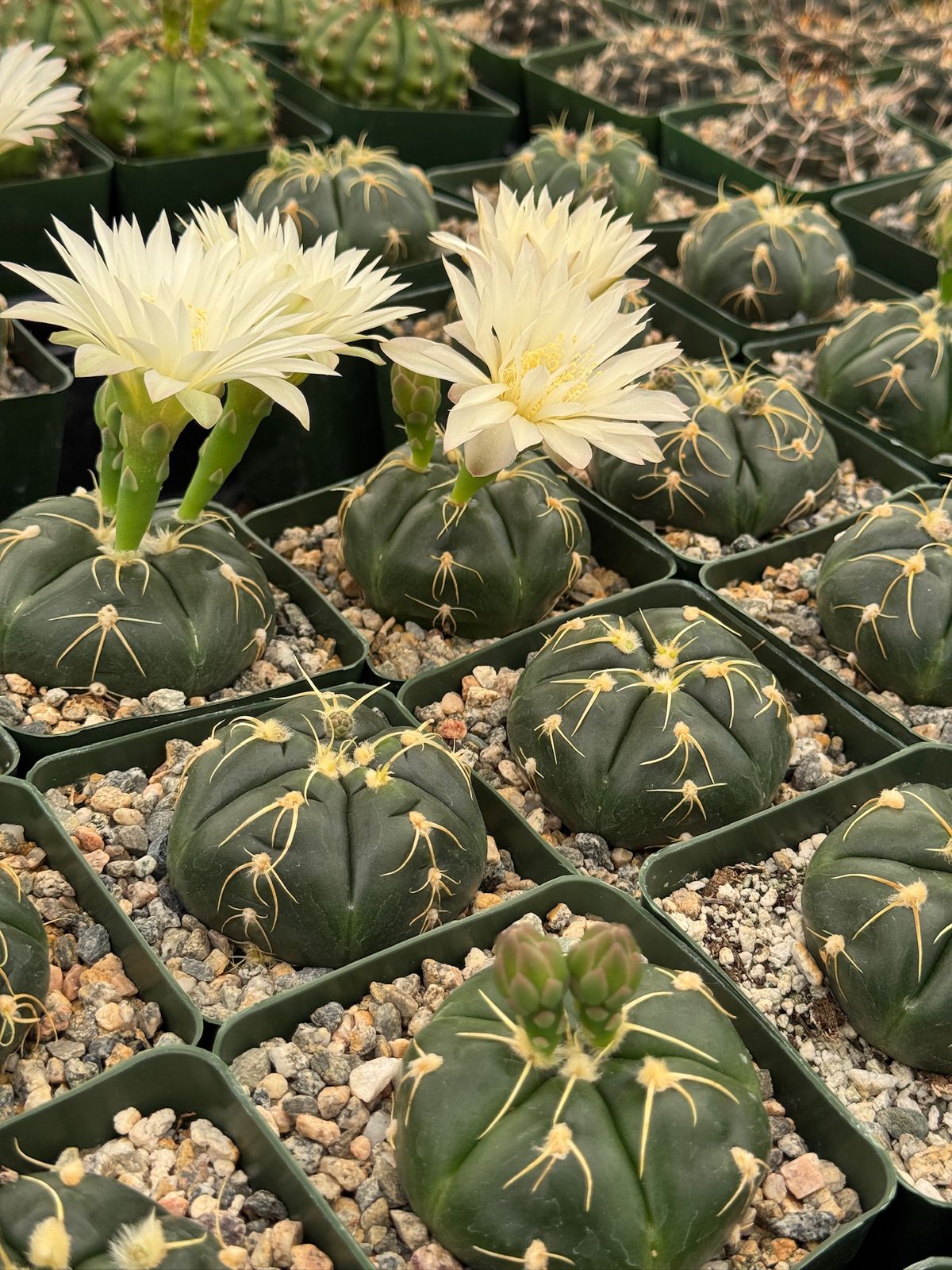 Gymnocalycium asterium