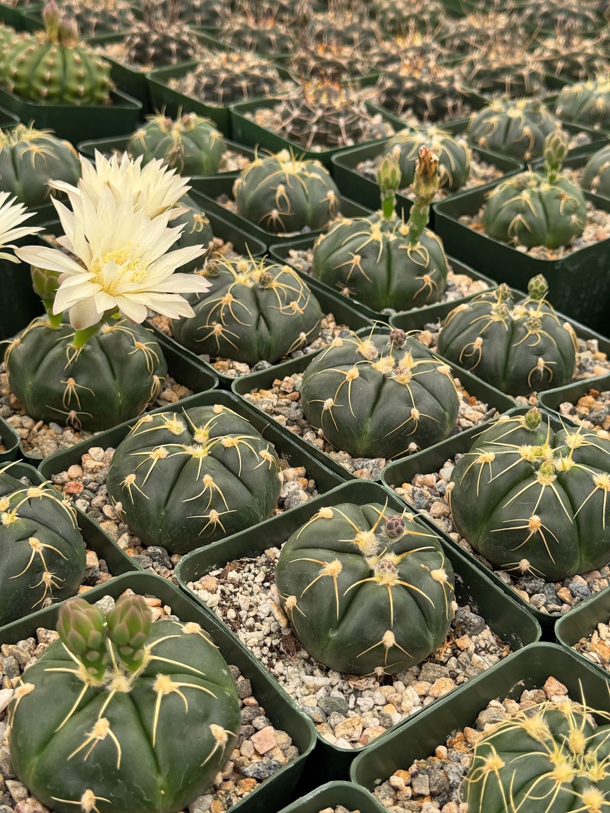 Gymnocalycium asterium