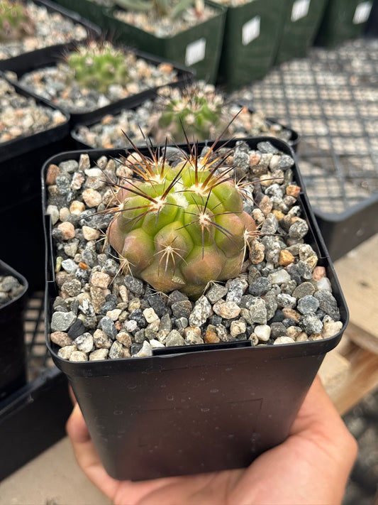Copiapoa streptocaulon
