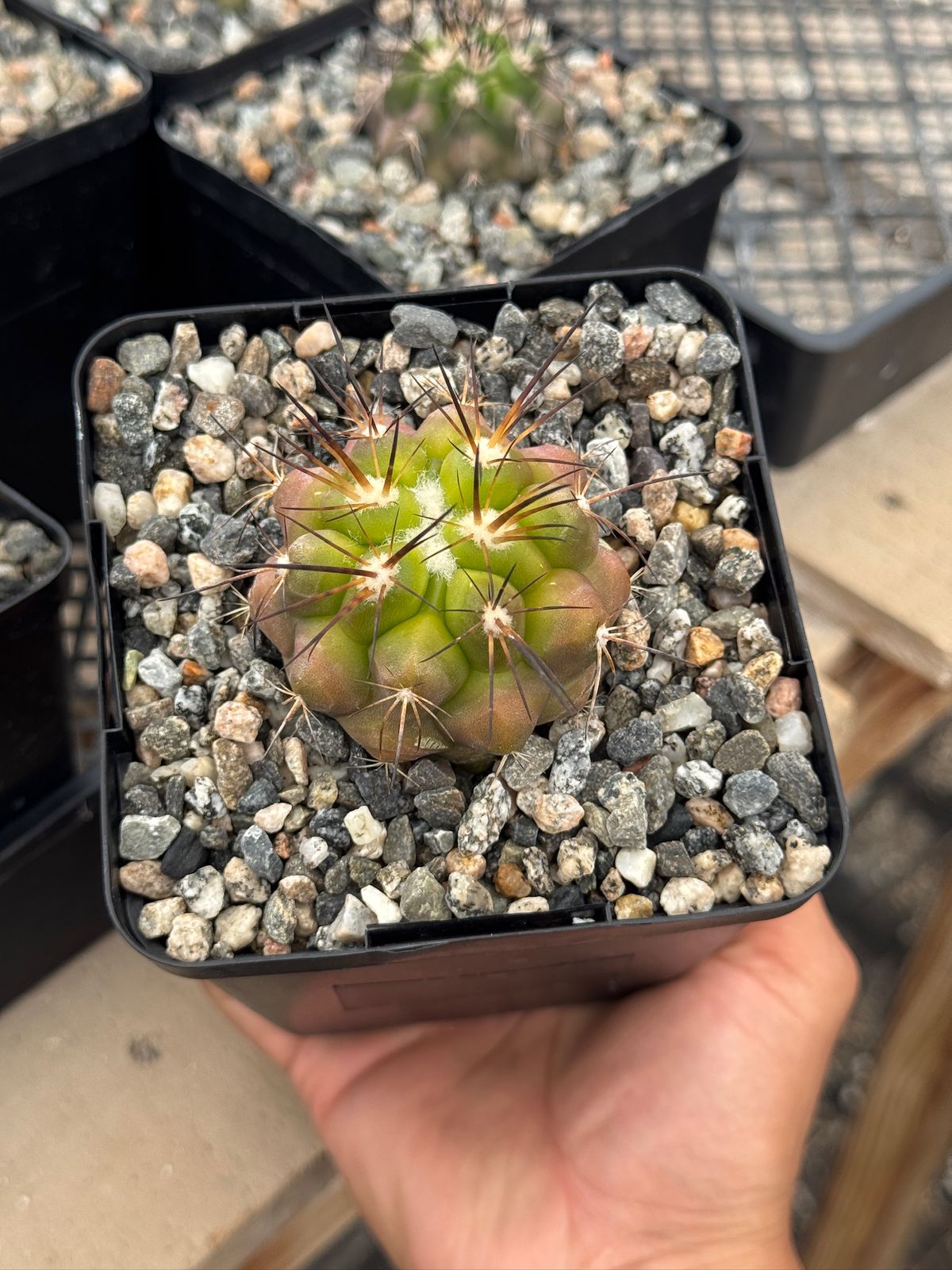 Copiapoa streptocaulon