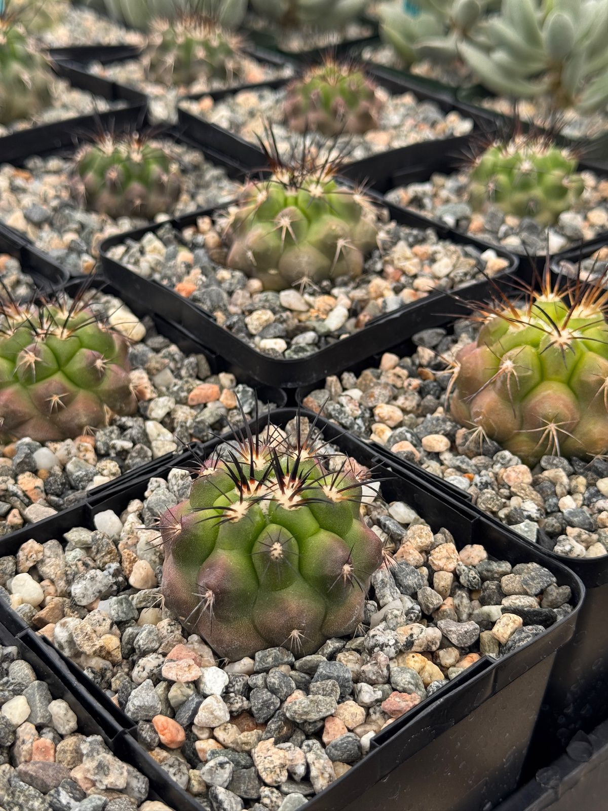 Copiapoa streptocaulon