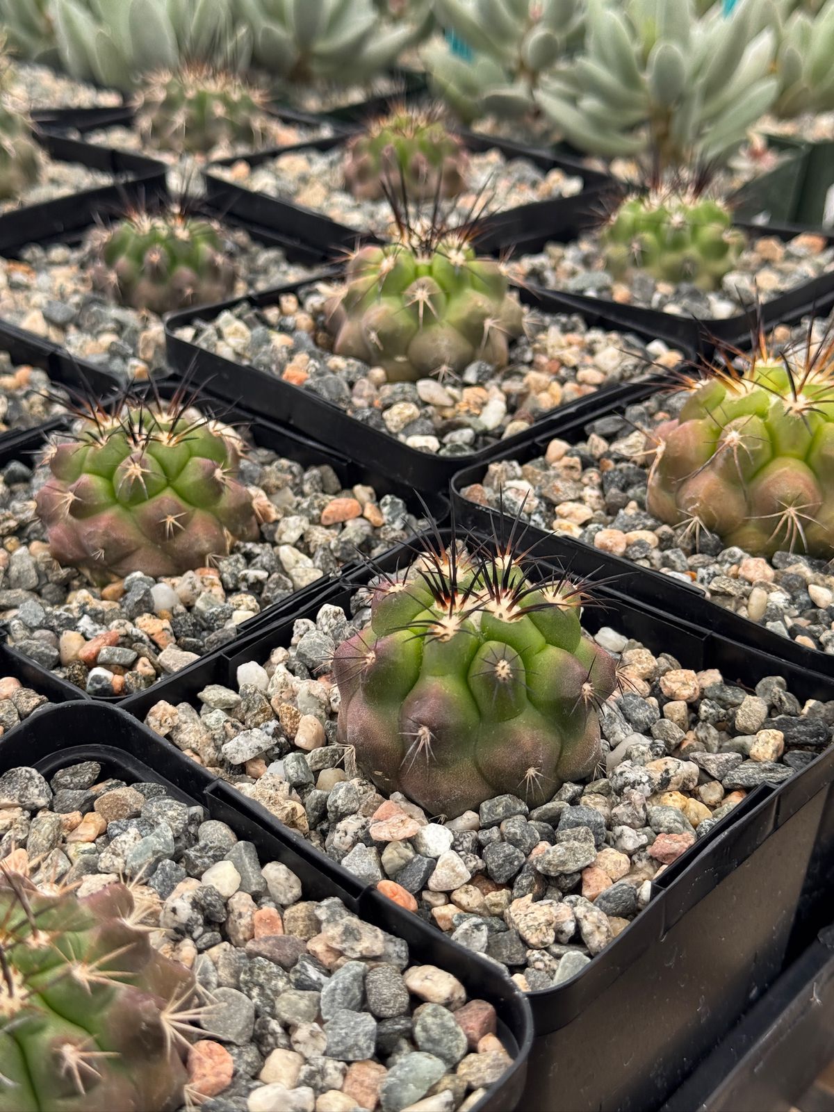 Copiapoa streptocaulon