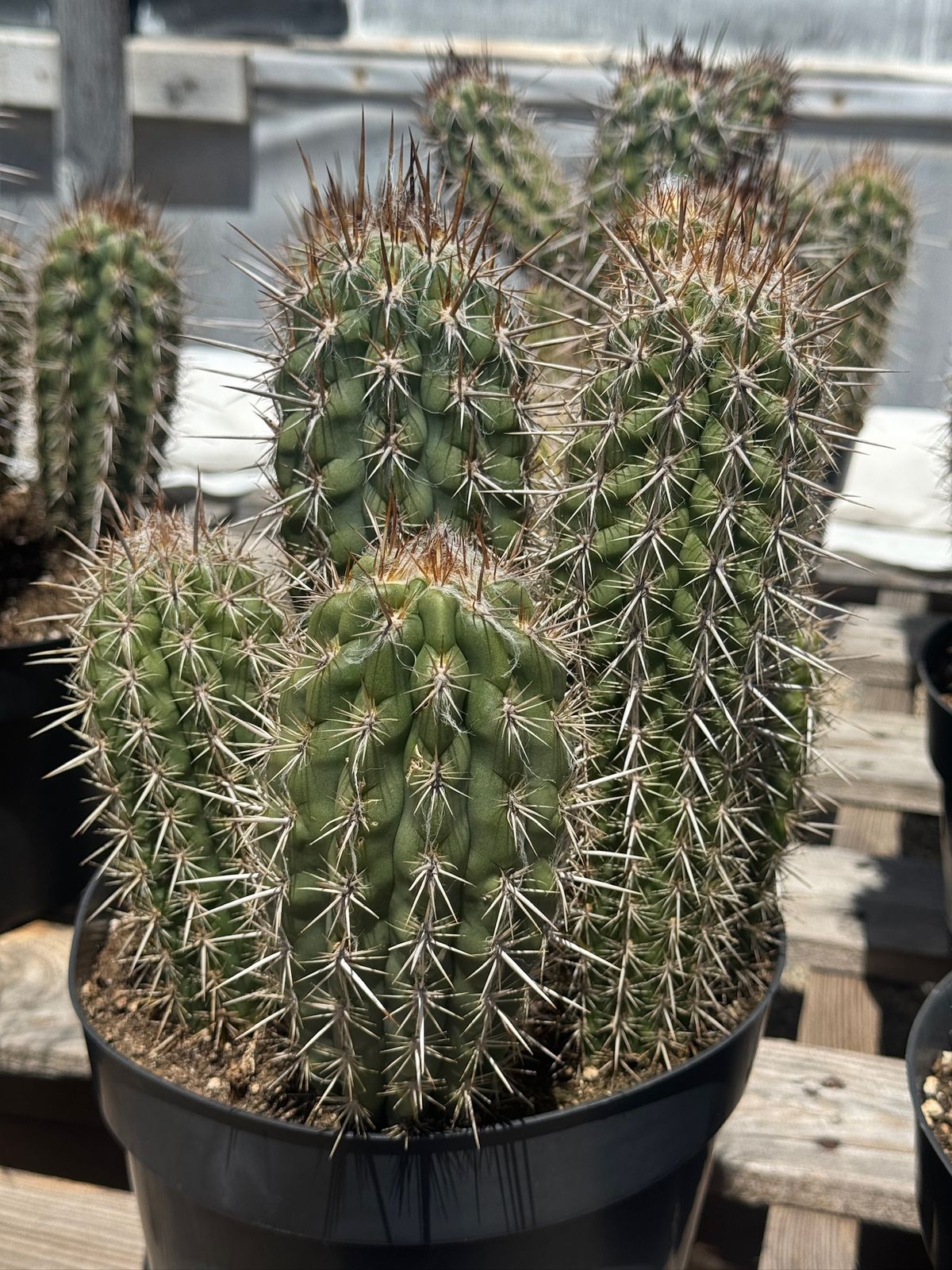 Pilosocereus gounellei 8”