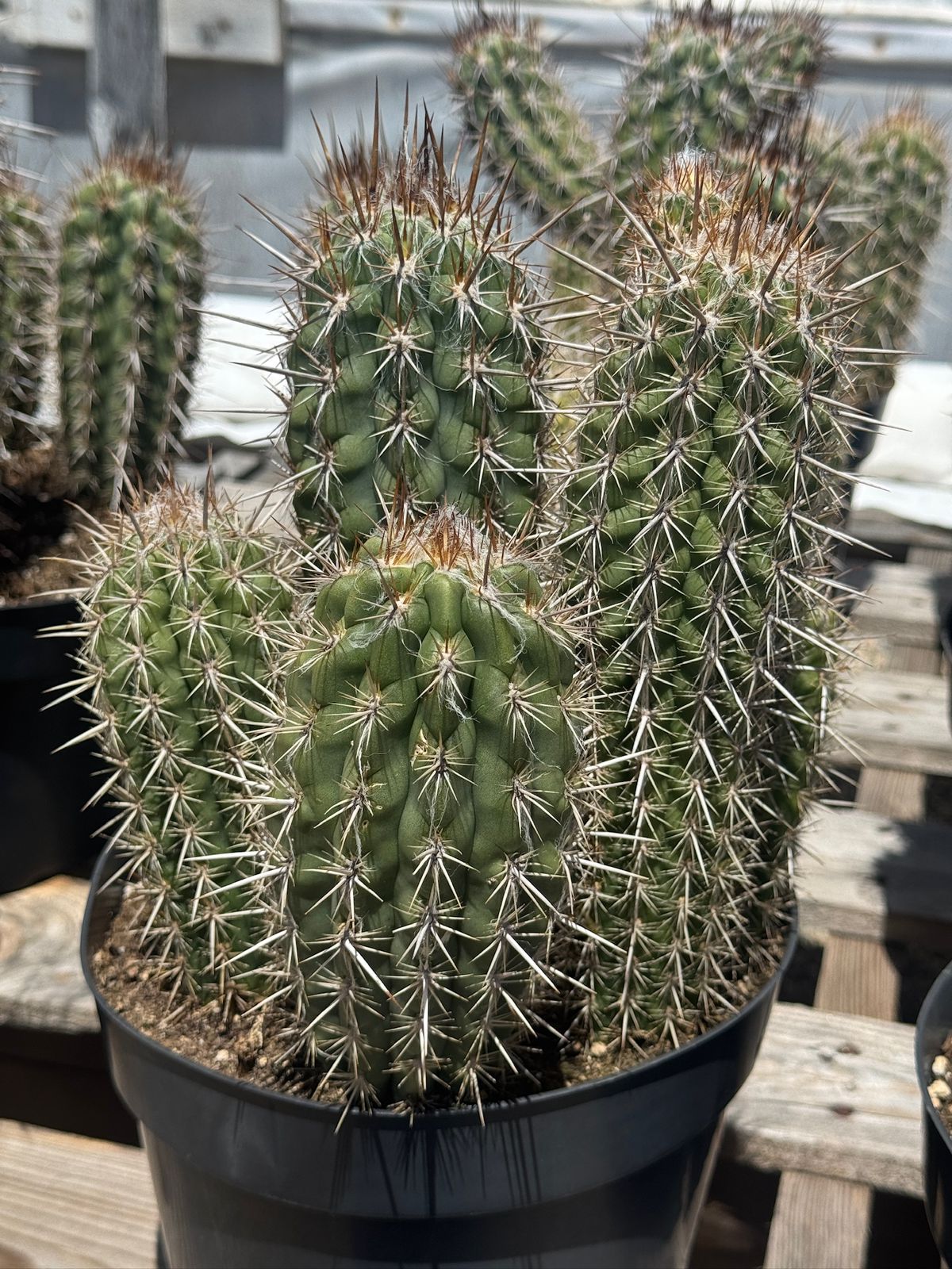 Pilosocereus gounellei 8”