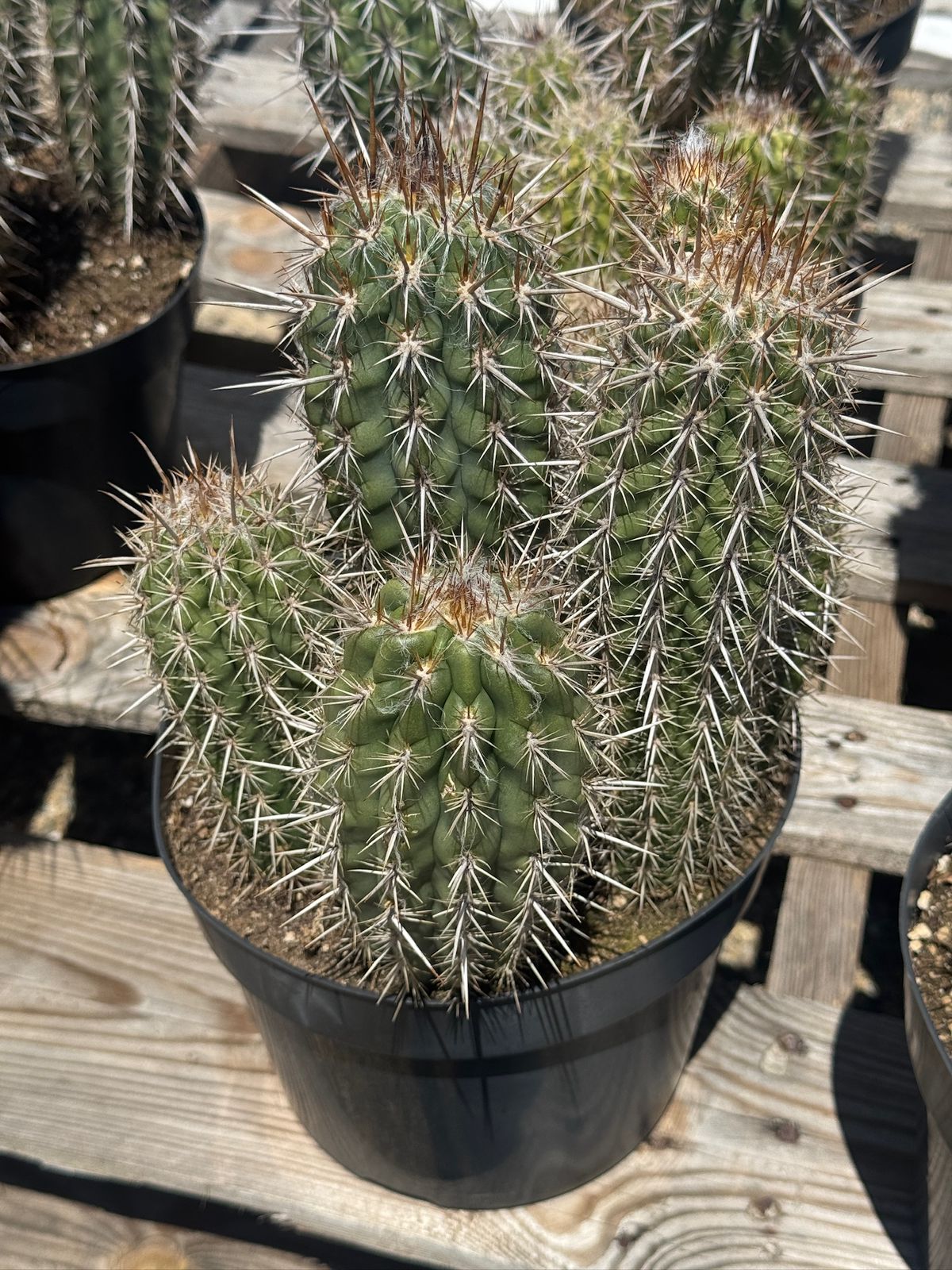 Pilosocereus gounellei 8”