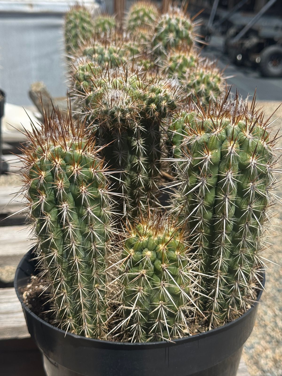 Pilosocereus gounellei 8”