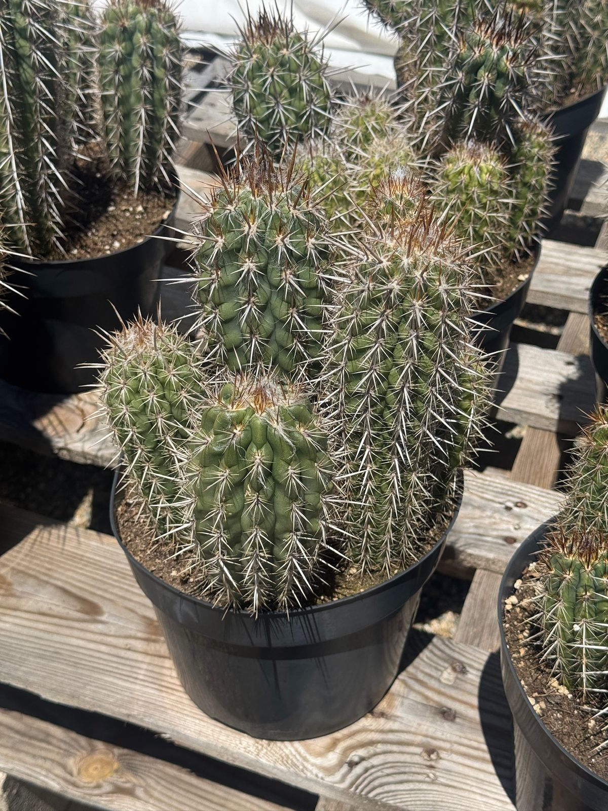 Pilosocereus gounellei 8”