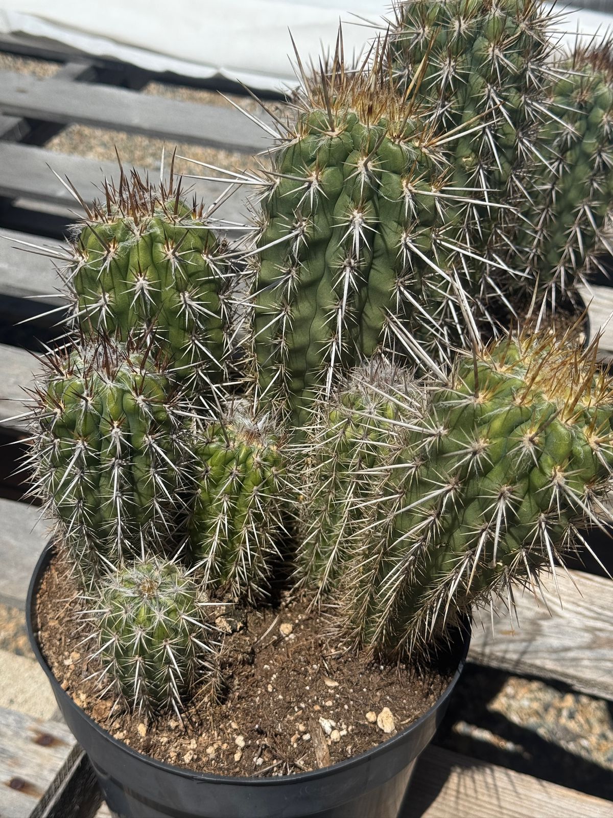 Pilosocereus gounellei 8”