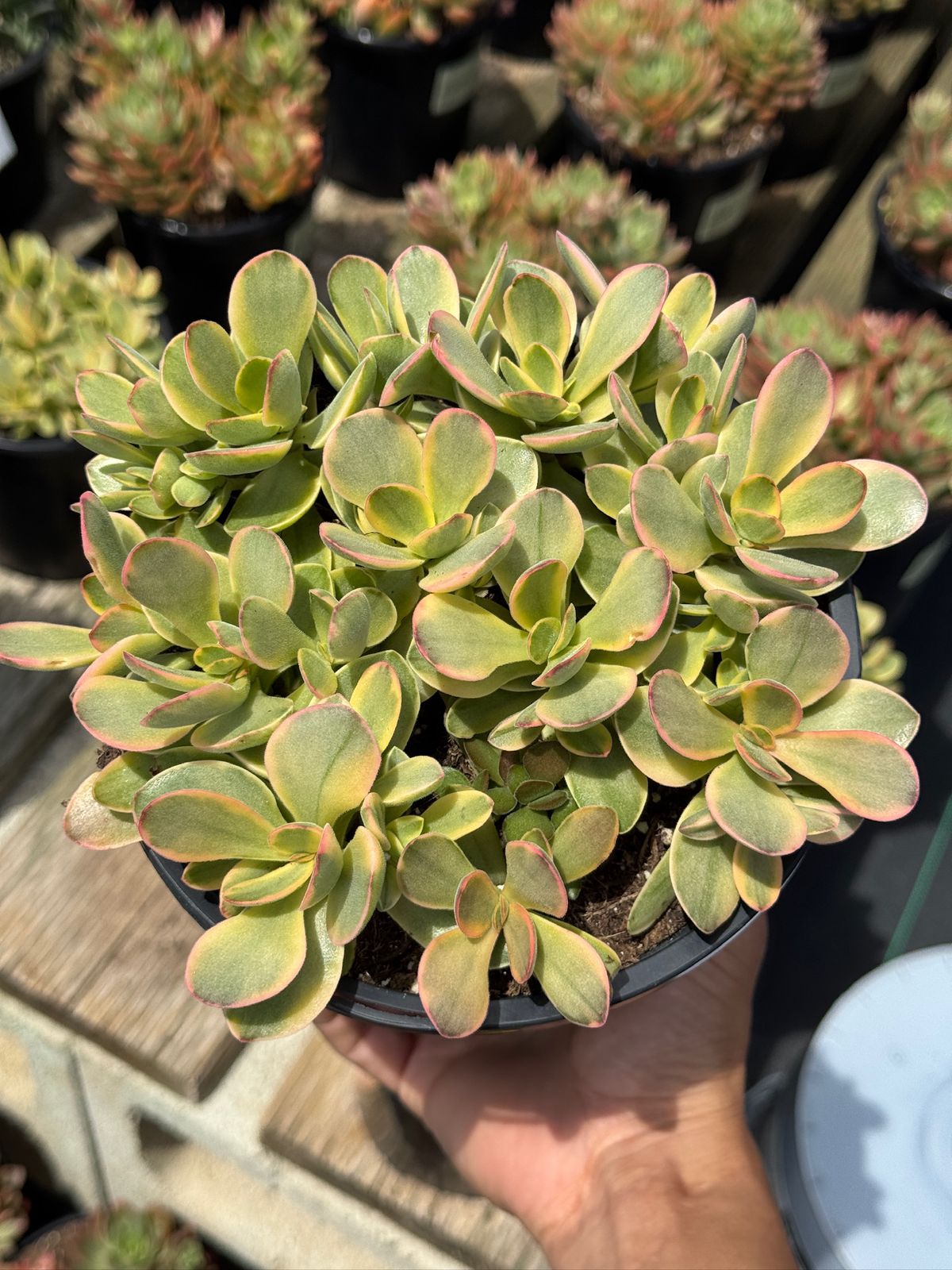 Crassula platyphylla halo