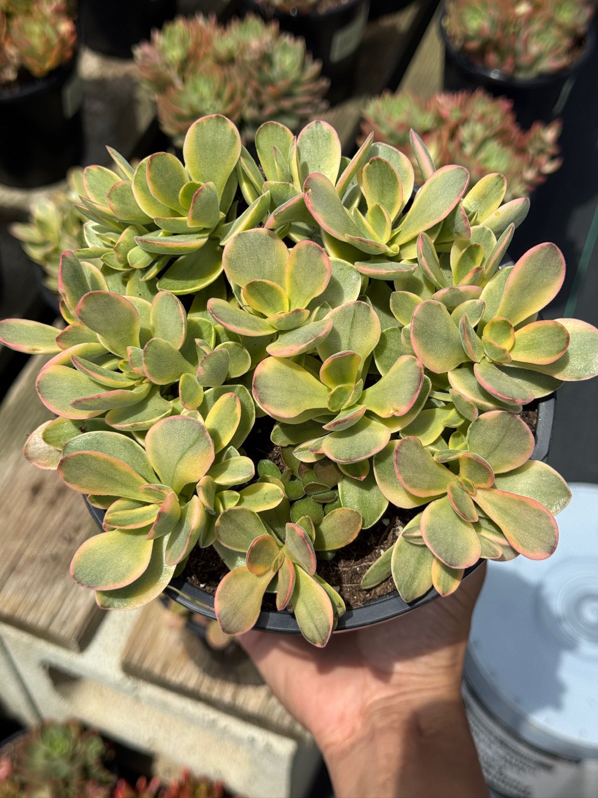 Crassula platyphylla halo
