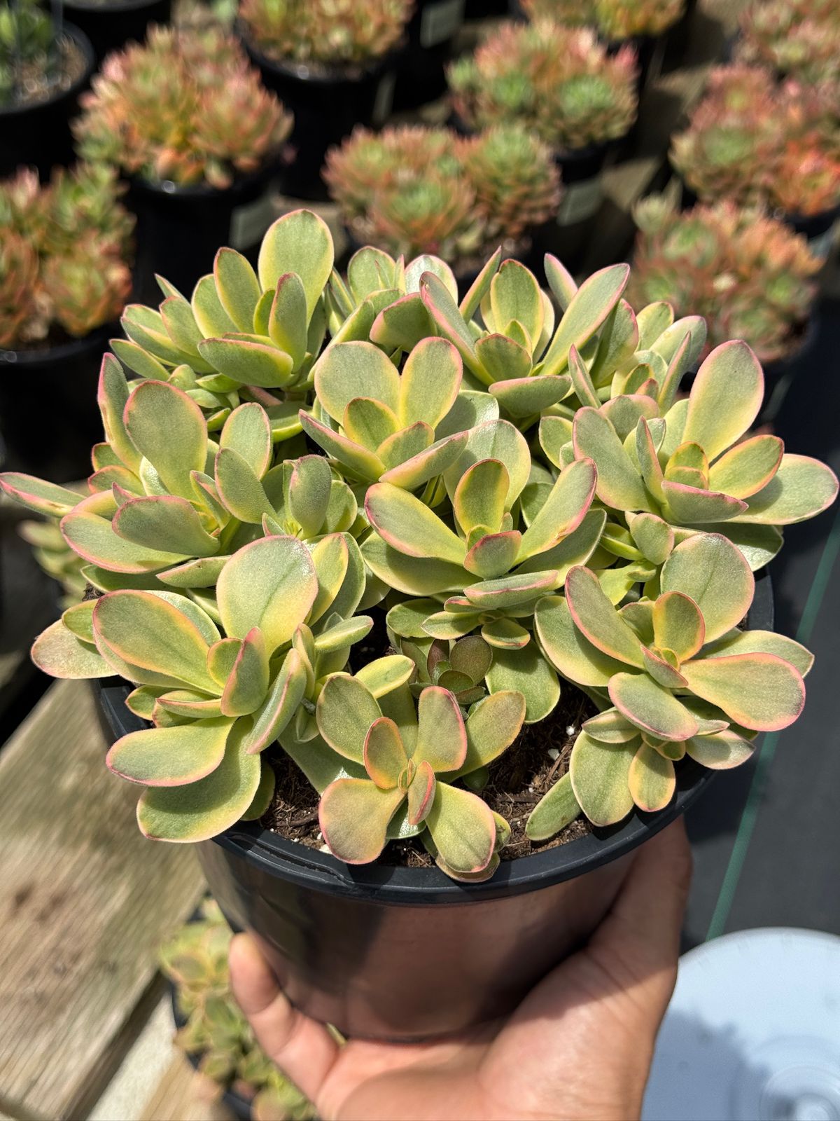 Crassula platyphylla halo