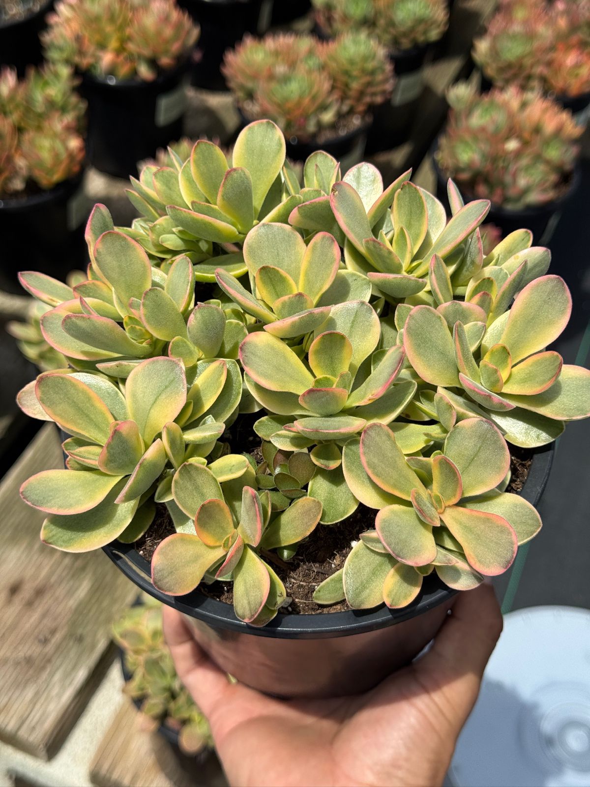 Crassula platyphylla halo
