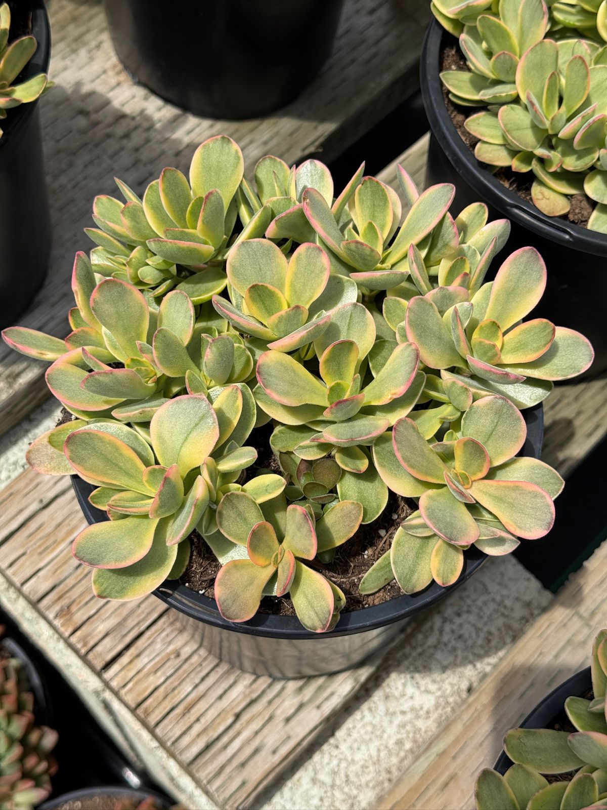 Crassula platyphylla halo