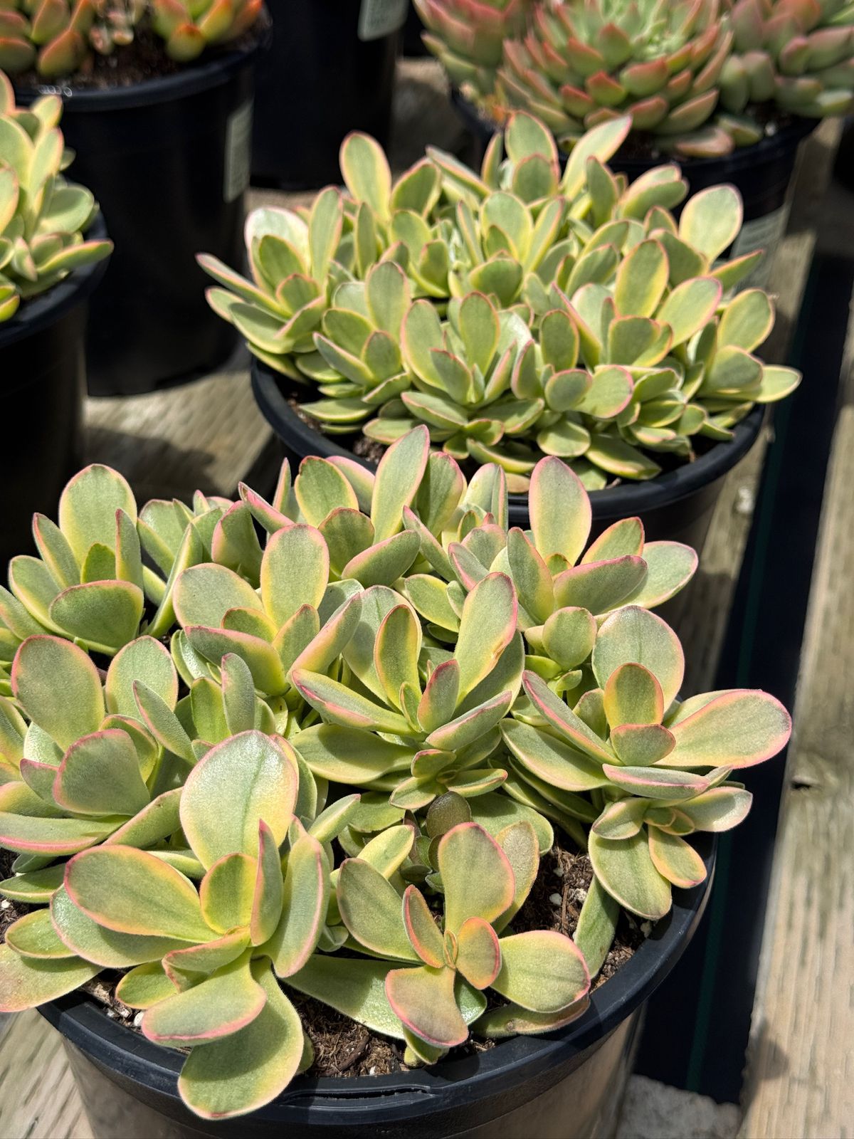 Crassula platyphylla halo