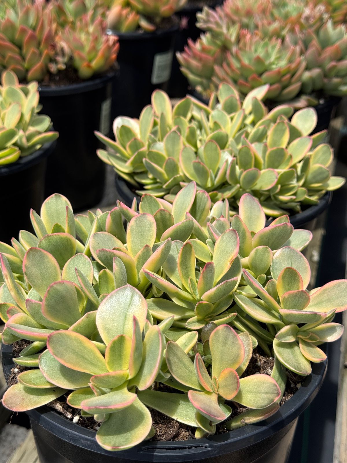 Crassula platyphylla halo