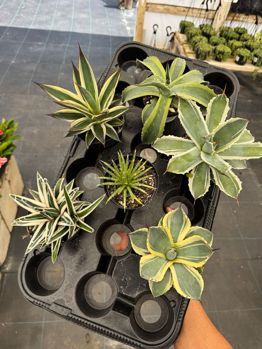 Pack 6 agaves mix