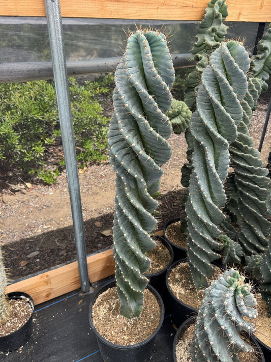 Cereus forbesii spiralis súper gigante